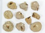 Lot: - Fossil Mosasaur Teeth In Rock - Pieces #77166-1